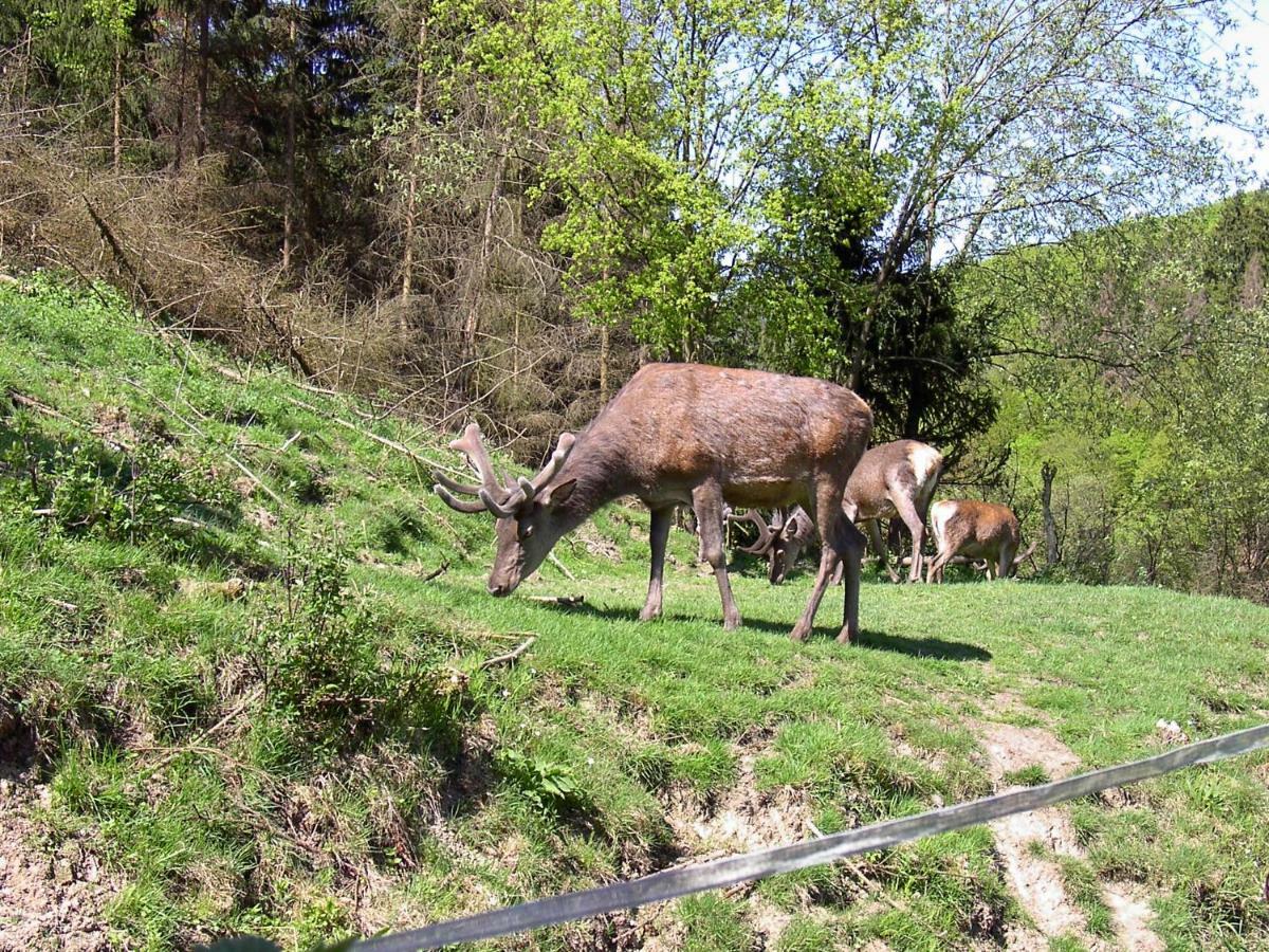 Birkenhain Stolberg i. Harz Exteriér fotografie